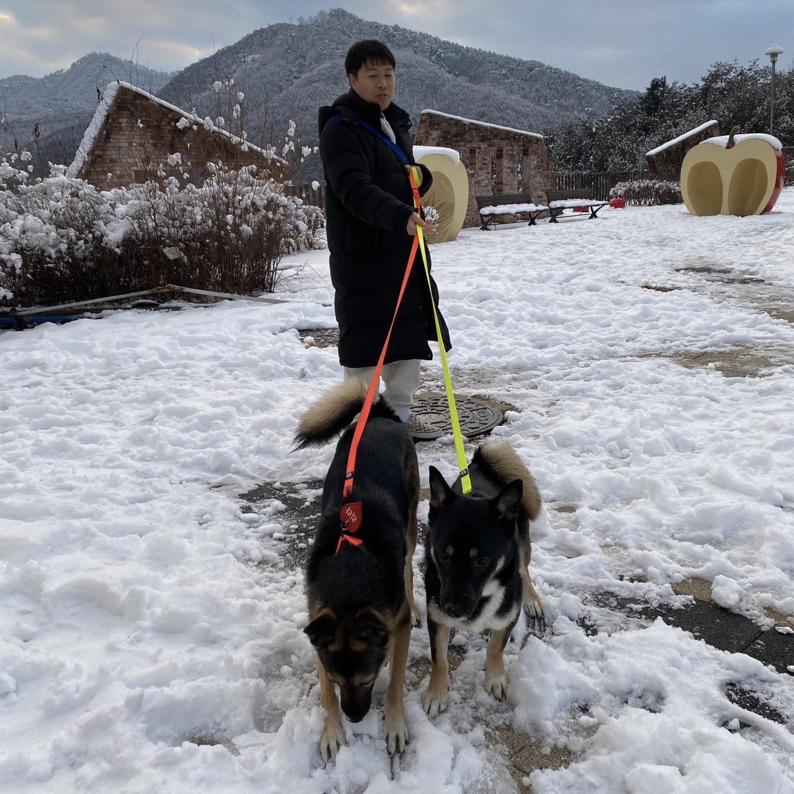 Dogs walking on snow-covered ground needing winter paw protection